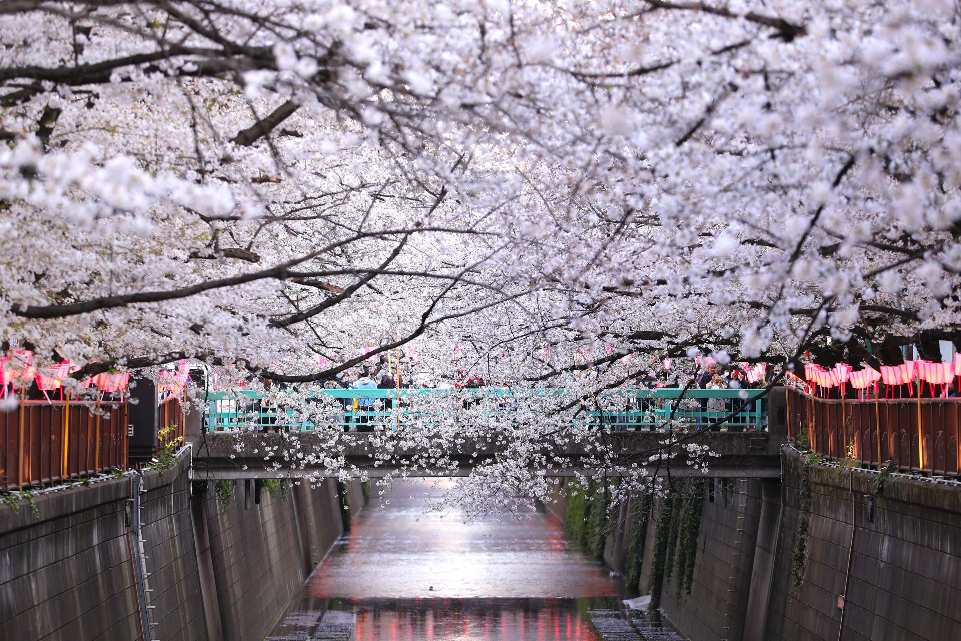 东京目黑川两岸樱花盛开