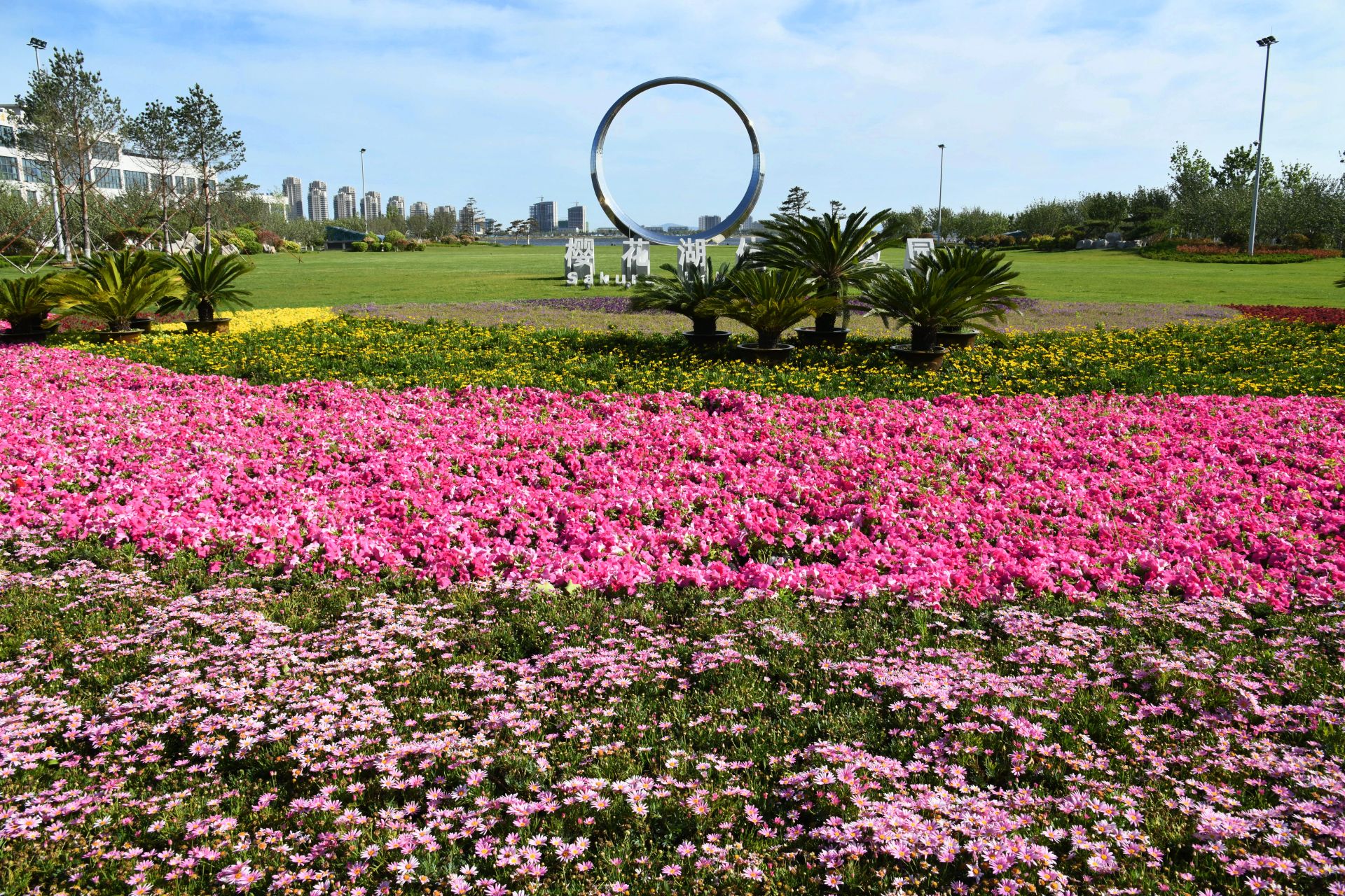 山东荣成:花开樱花湖