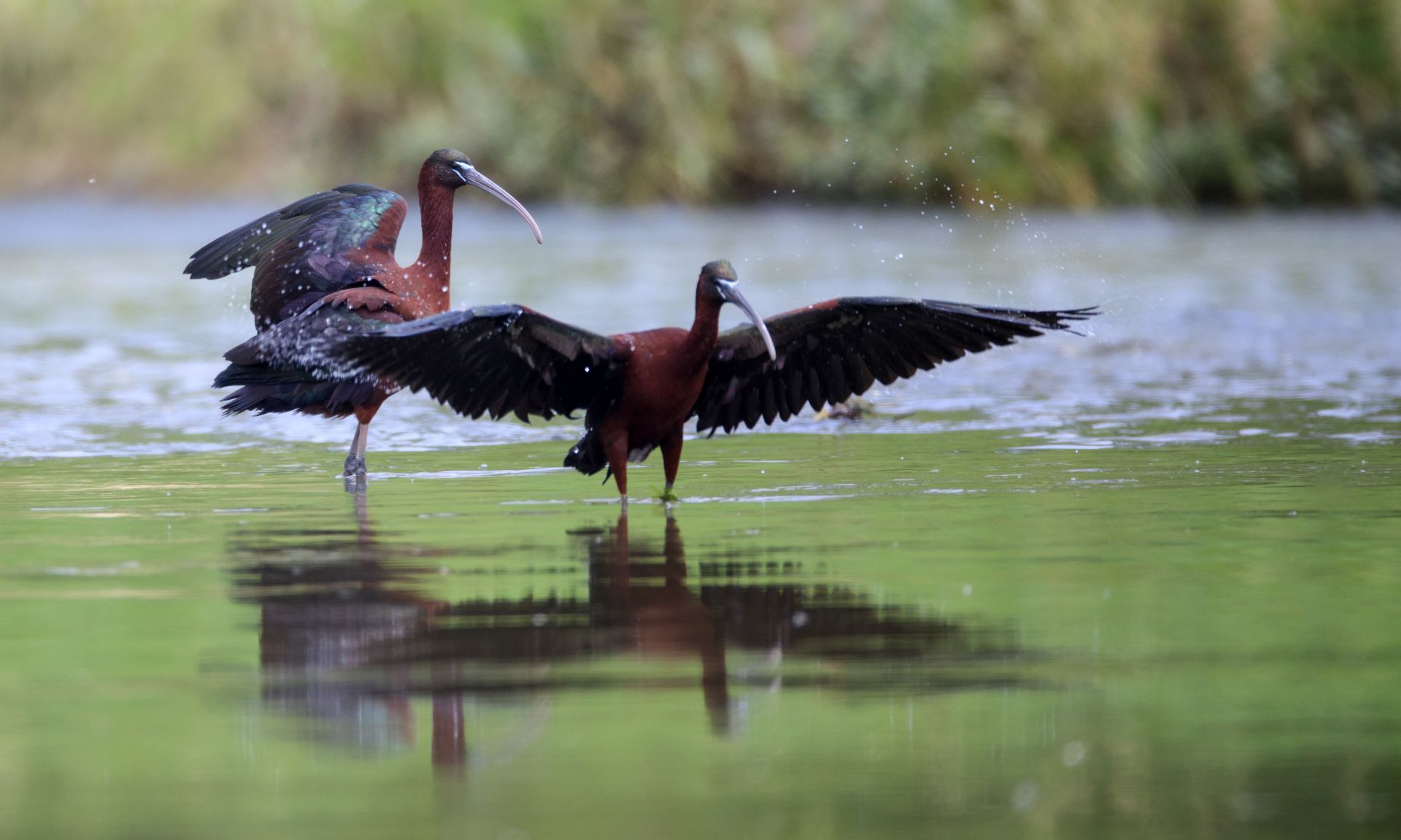国家二级保护动物彩鹮现身陕西
