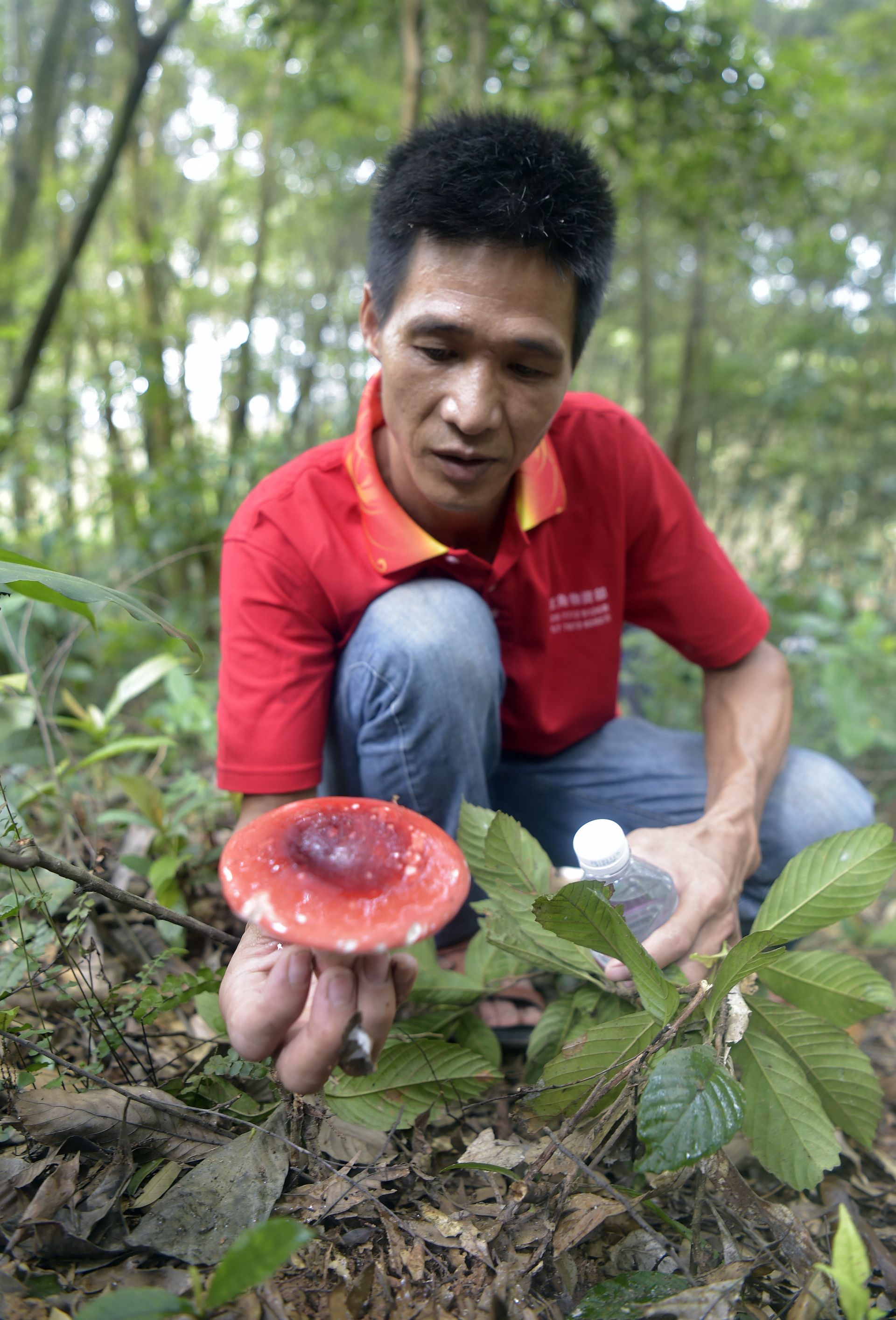 广西钦州:野生红椎菌迎来收获季