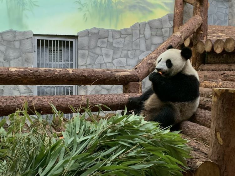 这是大熊猫“丁丁”。4月29日，中国大熊猫“如意”和“丁丁”乘俄罗斯航星航空公司专机抵达莫斯科，开启为期15年的中俄大熊猫保护研究合作项目。新华社记者丁林摄