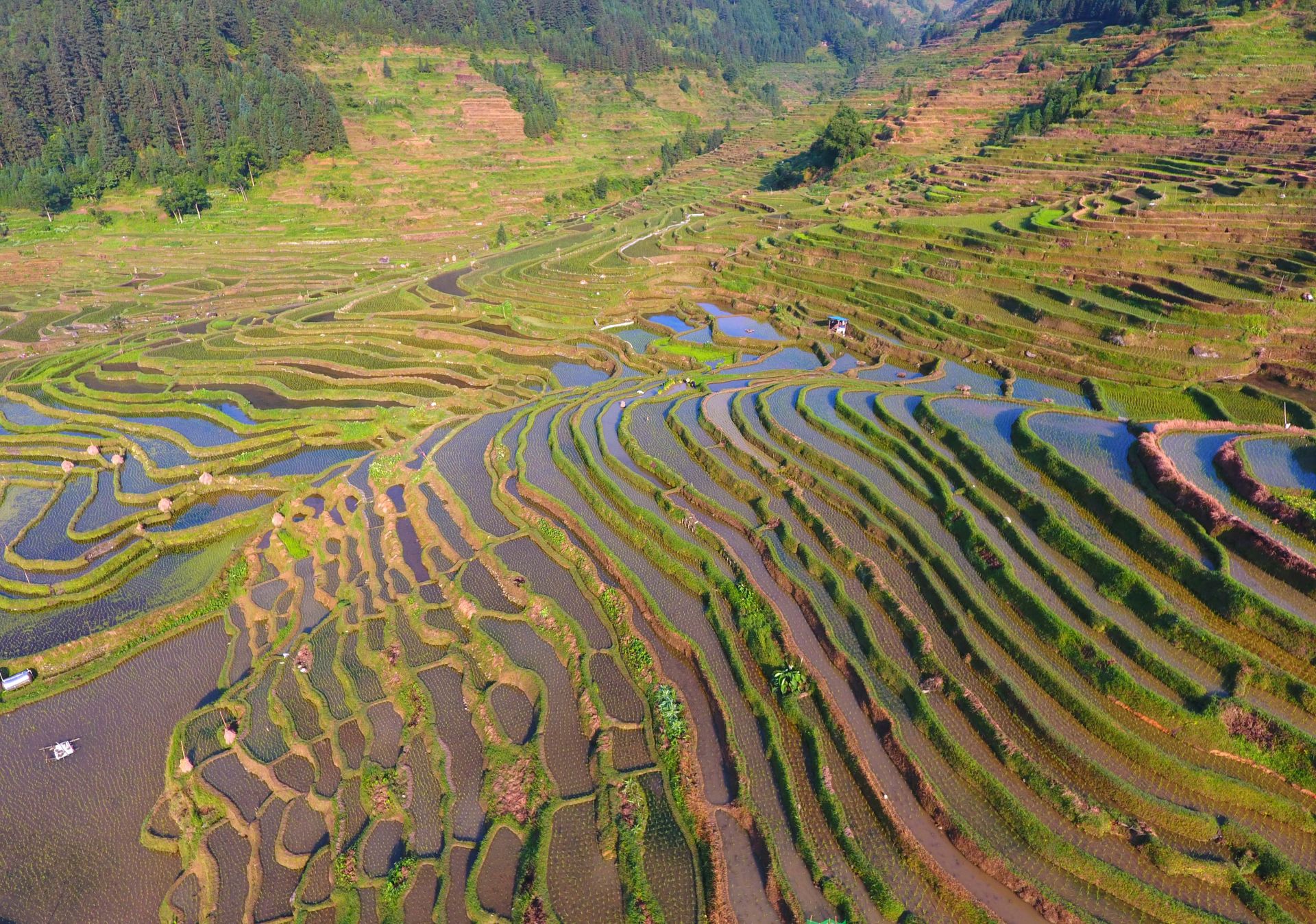 广西融水:夏日梯田