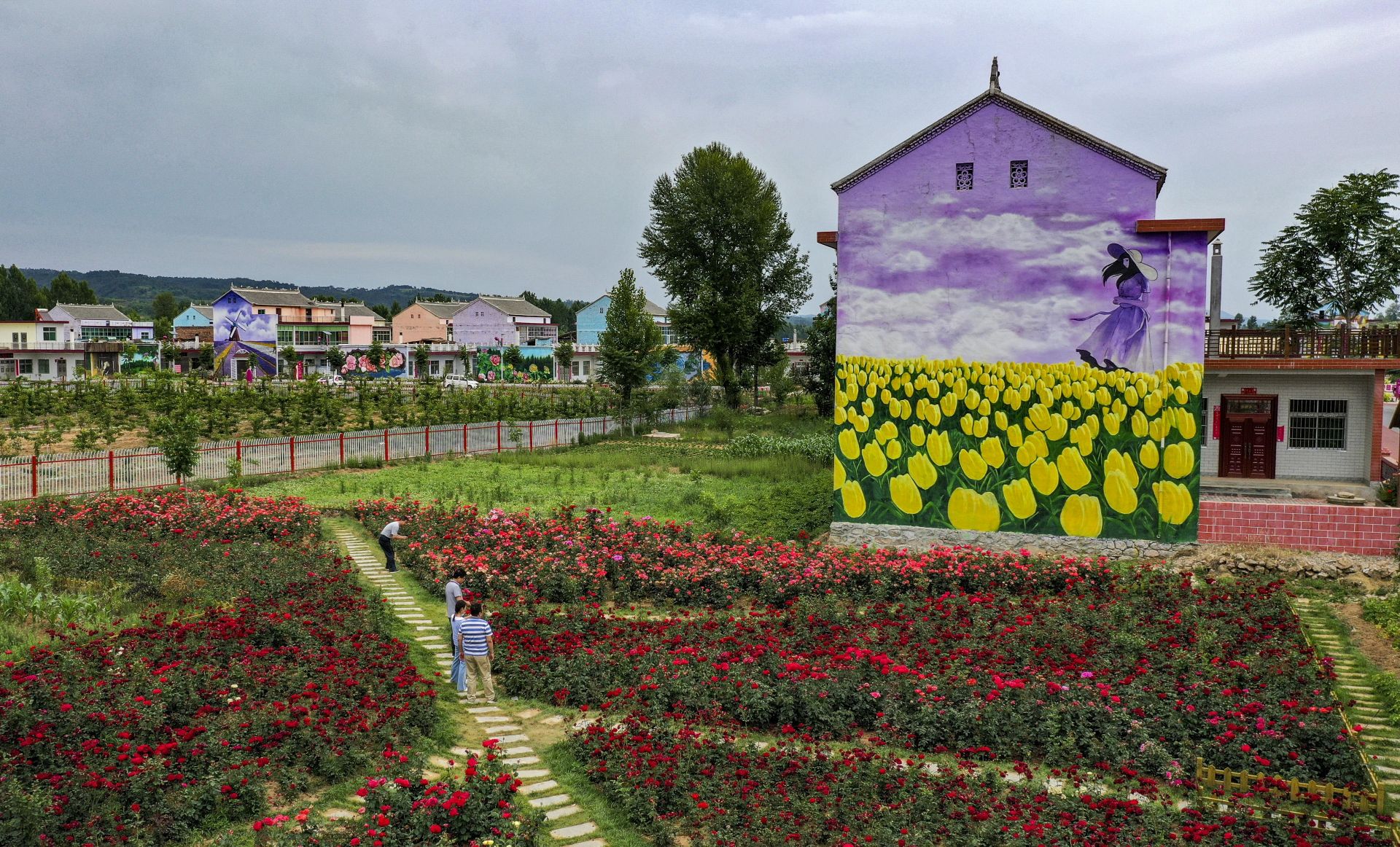 陕西洛南:铺满鲜花的玫瑰小镇