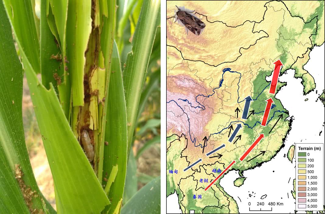 小害虫带来大危害草地贪夜蛾已入侵我国多省份