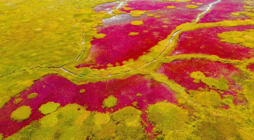 黄渤海候鸟栖息地中国首个湿地遗产的价值