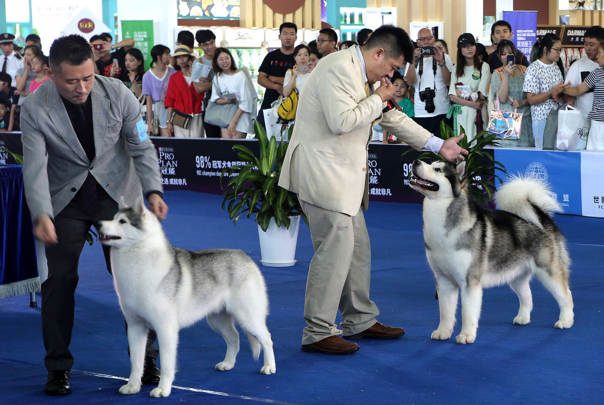 第22届亚洲宠物展迎来首个公众日