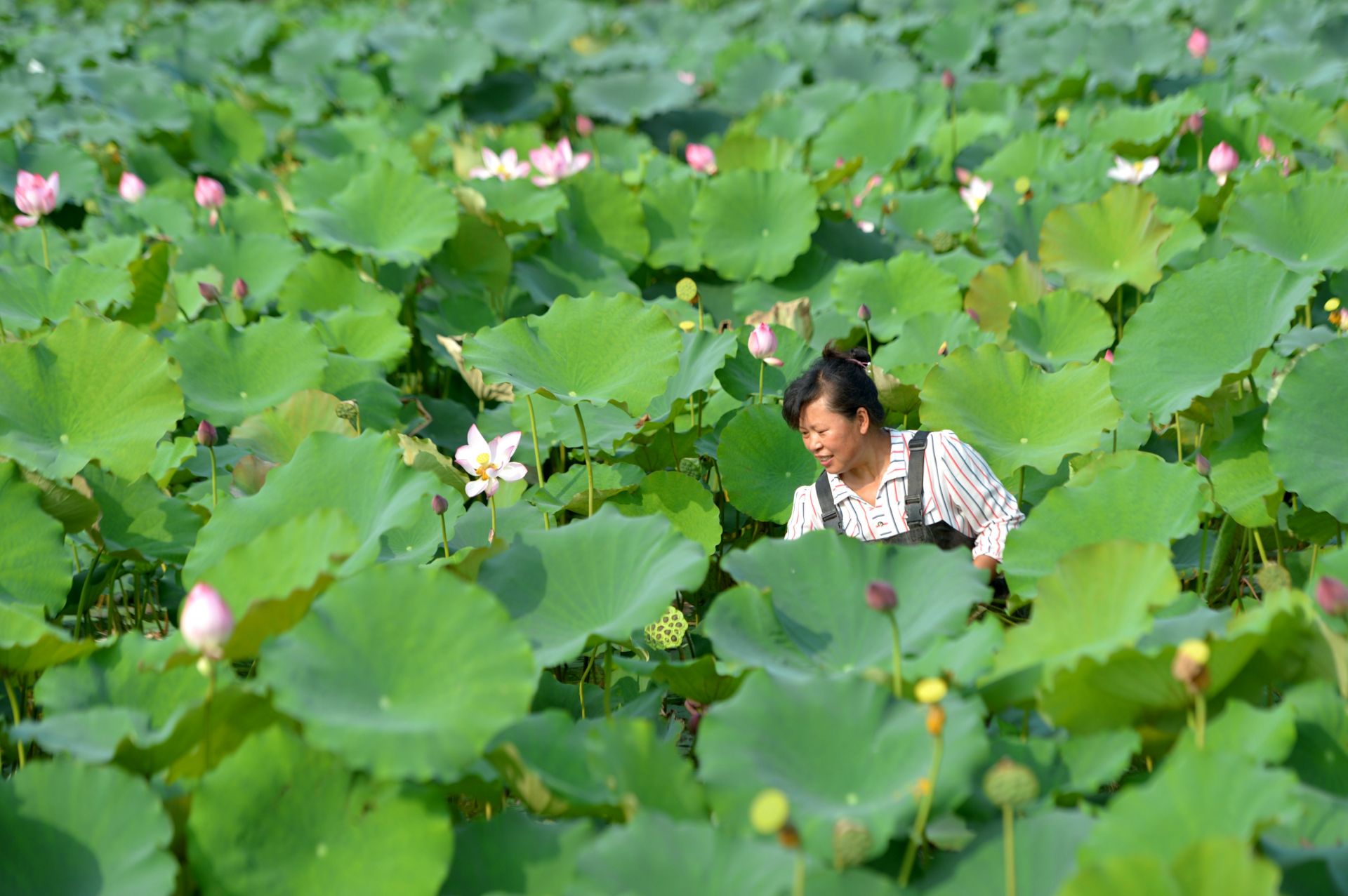 立秋时节忙采莲