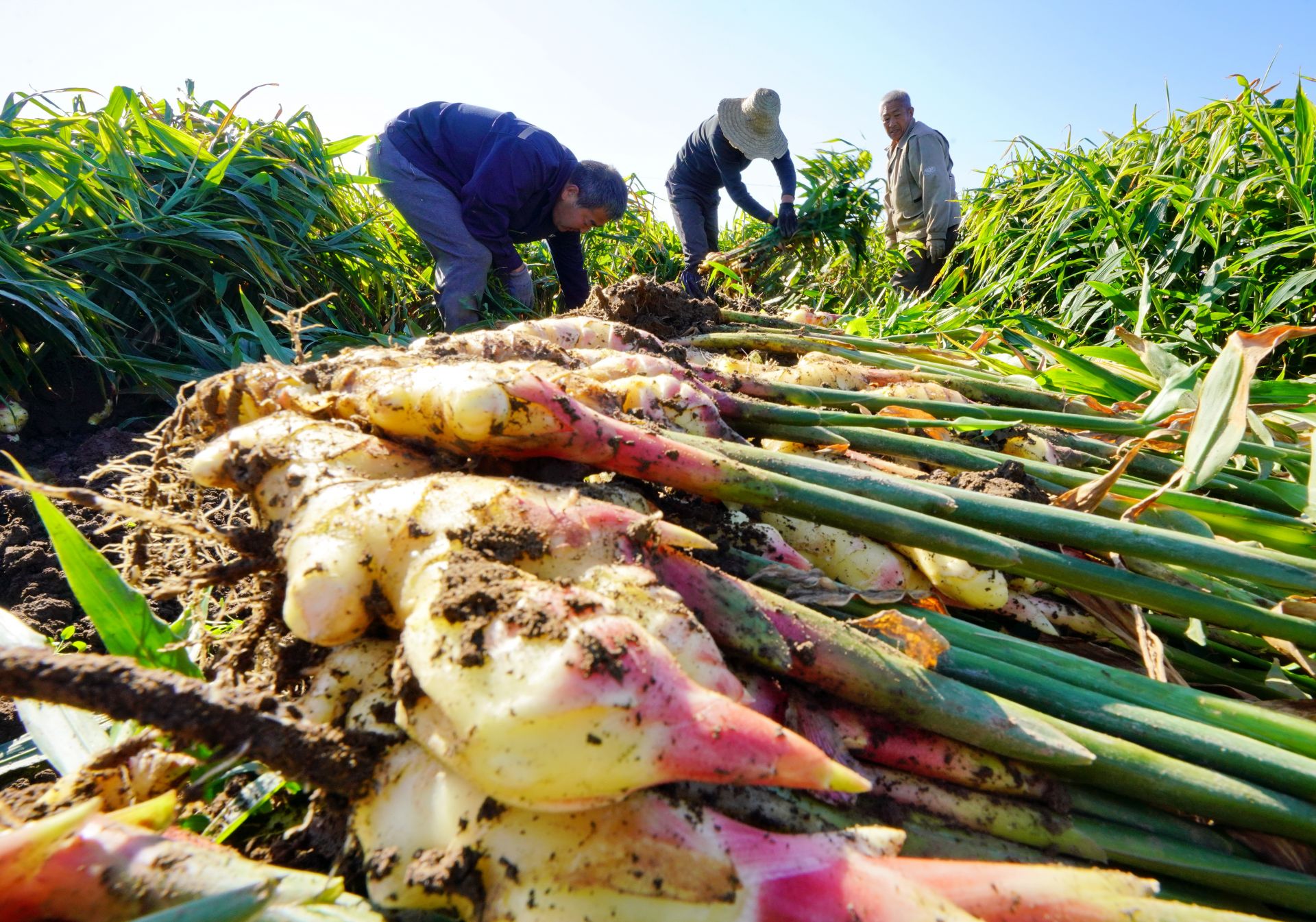 河北丰润:生姜收获正当时