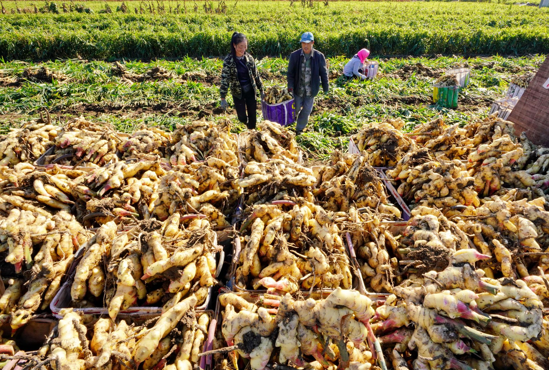 河北丰润:生姜收获正当时