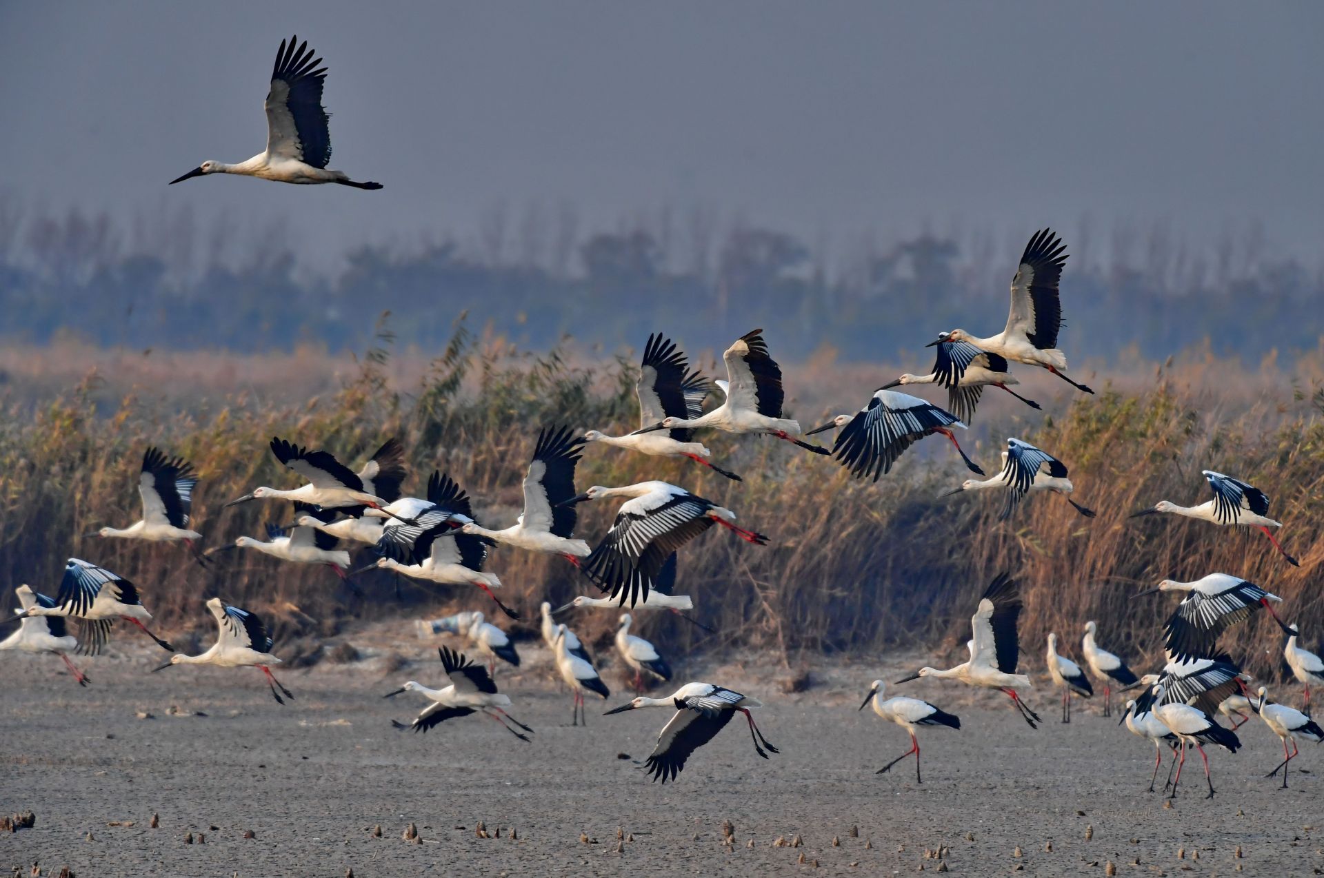 东方白鹳"起舞"曹妃甸湿地
