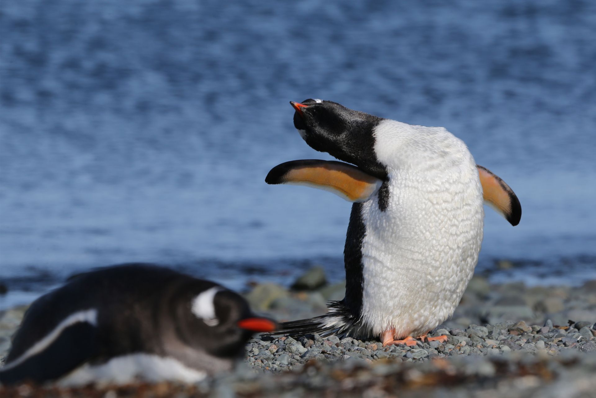 与自然和谐相处:南极长城站的企鹅与贼鸥