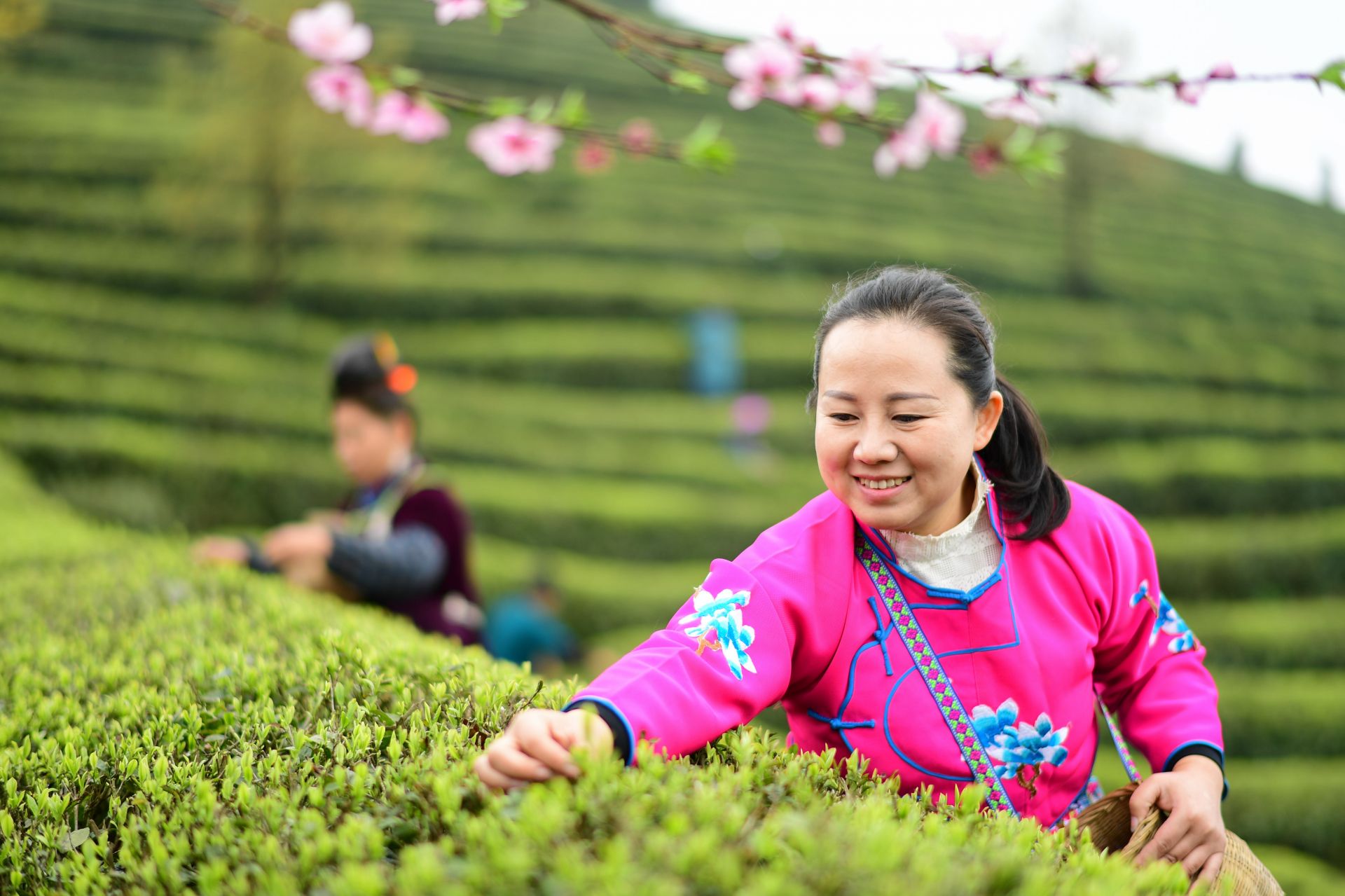 贵州丹寨:仲春采茶正当时