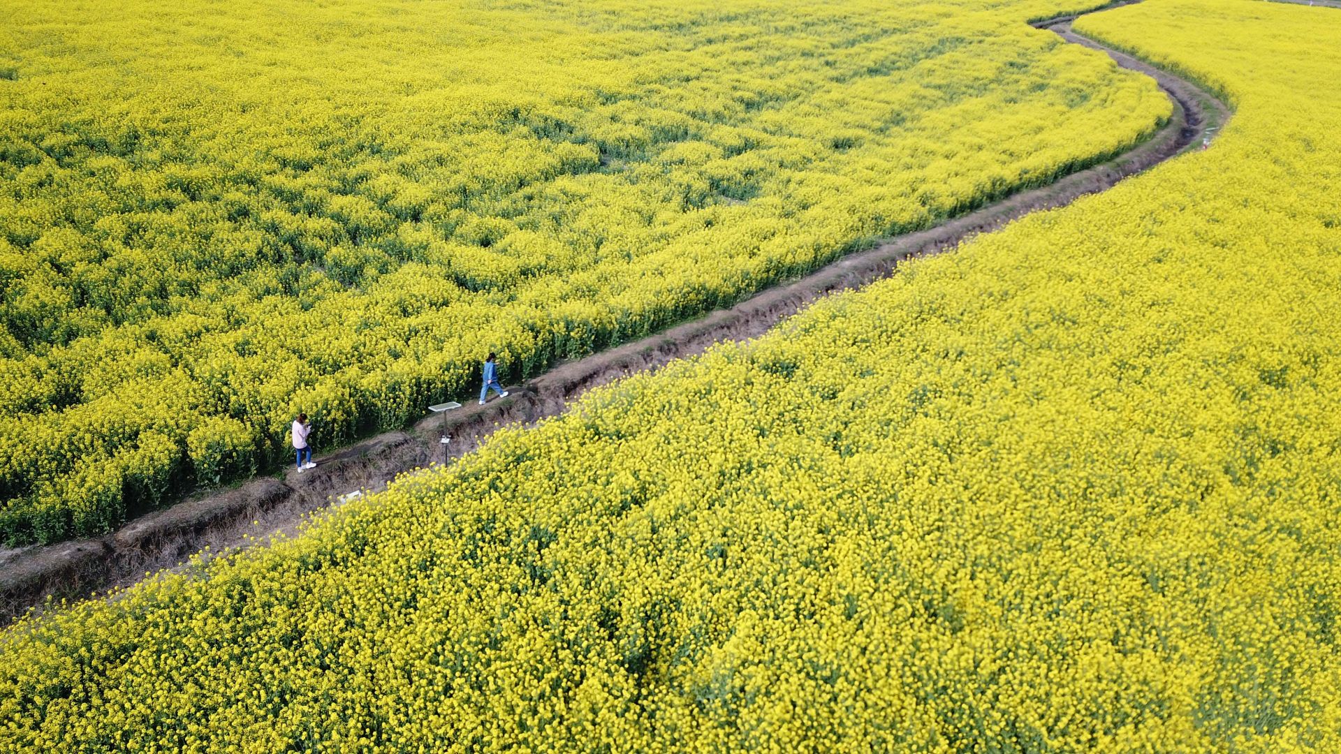 油菜(油菜怎么做好吃)