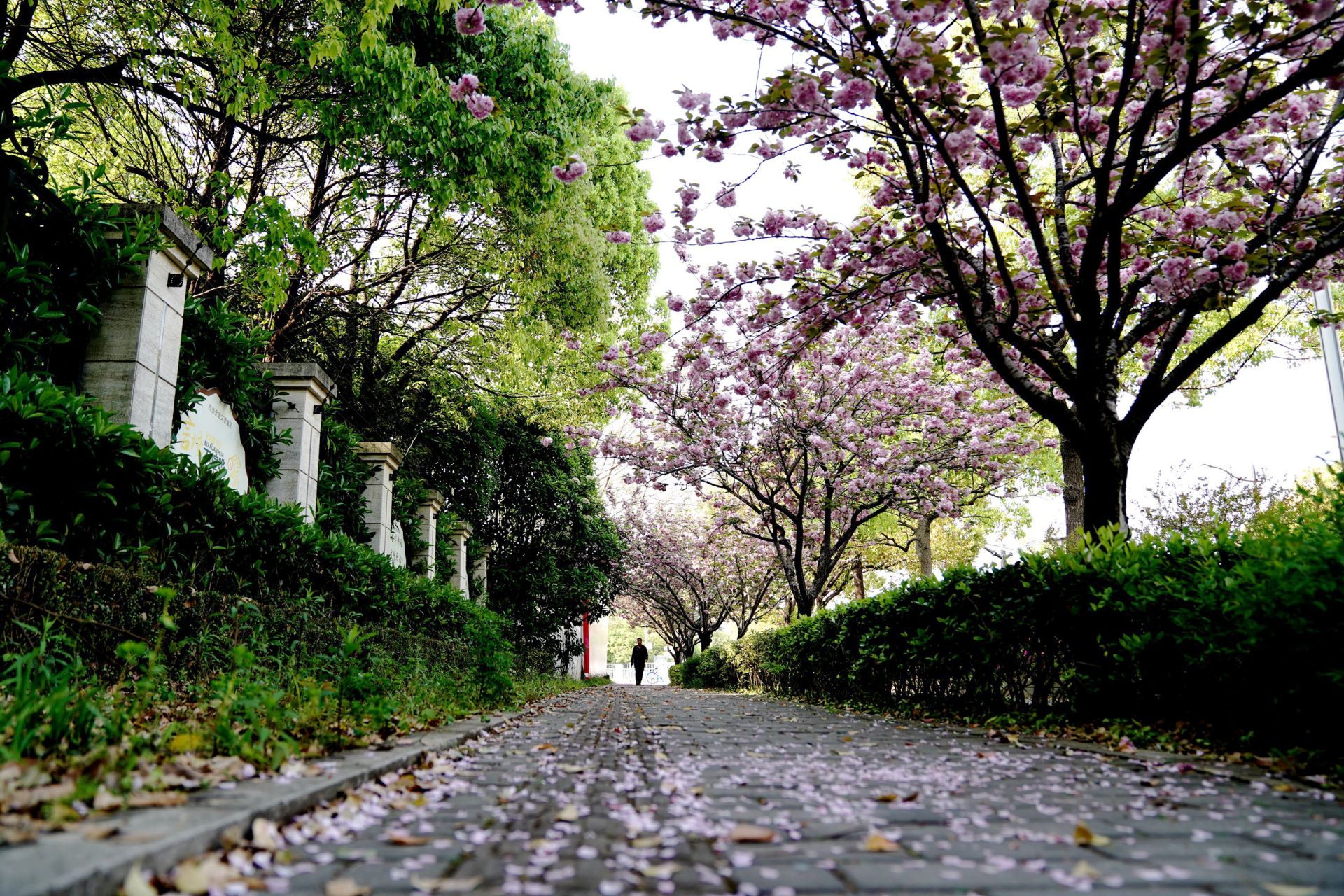 "落樱不扫"道路亮相上海