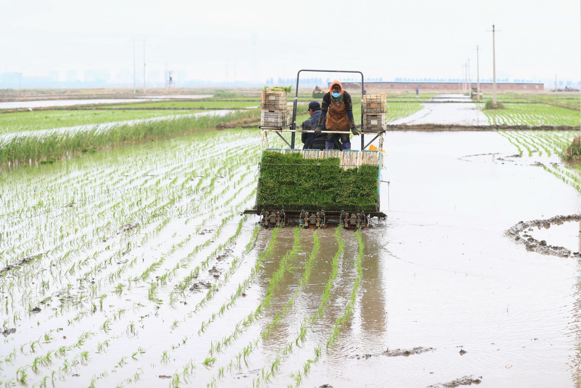 河北唐山:水稻插秧