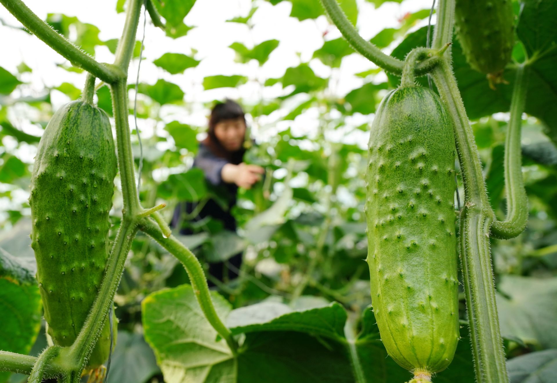 河北滦州:黄瓜丰收采摘忙