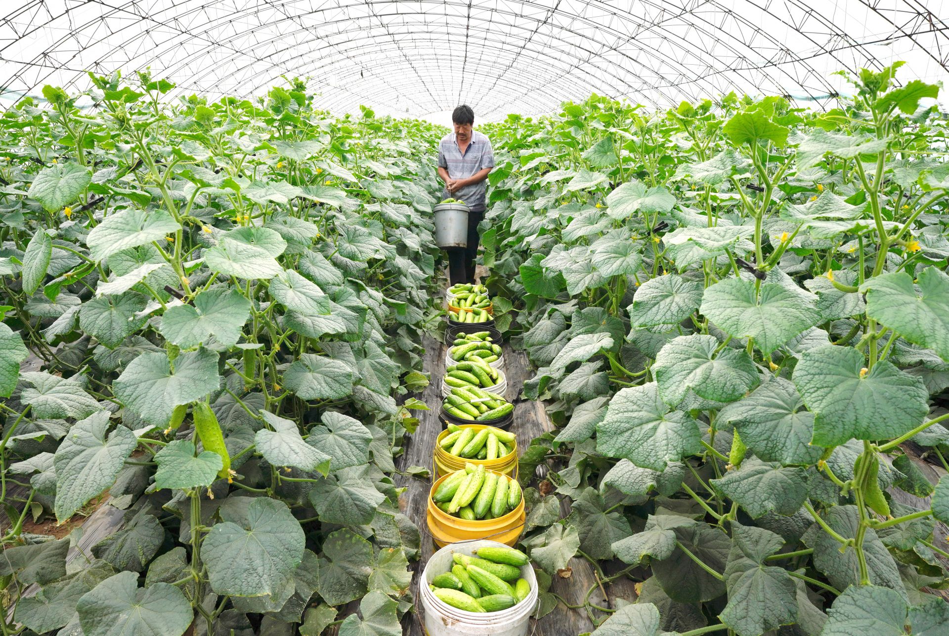 河北滦州:黄瓜丰收采摘忙