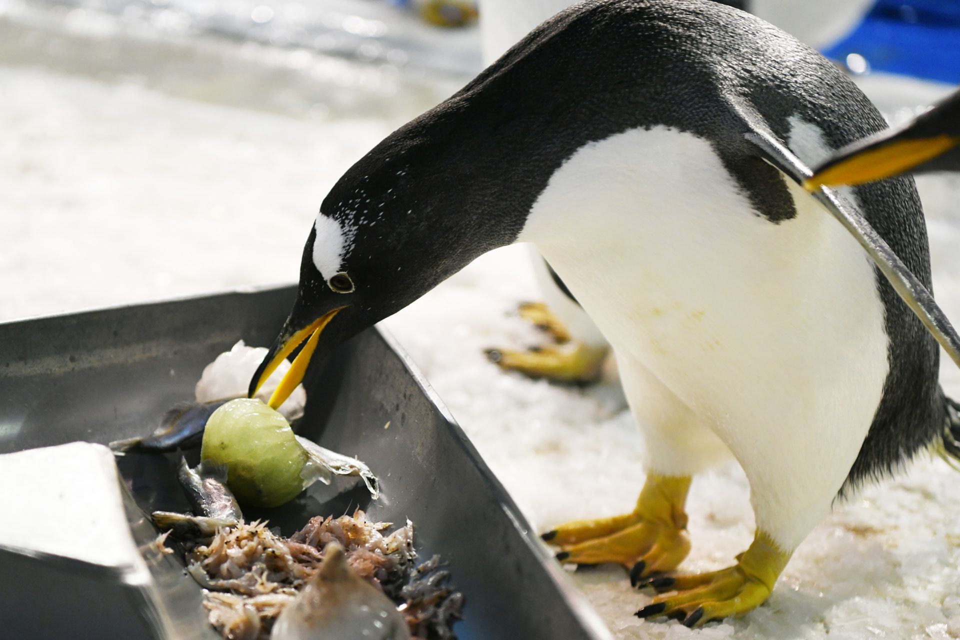 哈尔滨小企鹅的端午美食