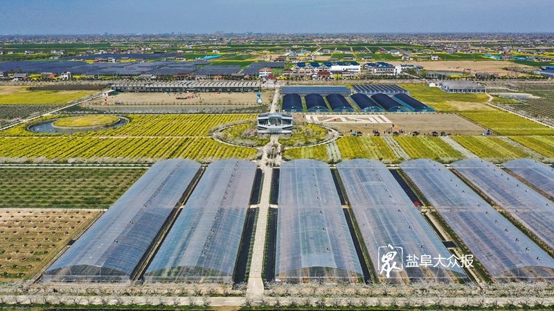 油菜花还田做绿肥河水8道过滤流入农田盐城这片地里名堂多