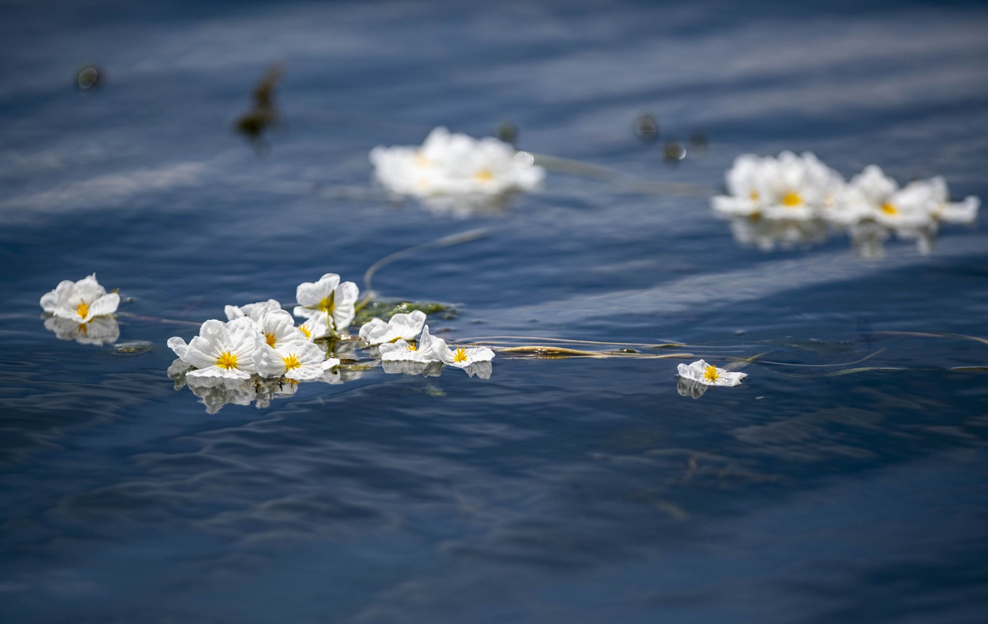 洱海又见海菜花