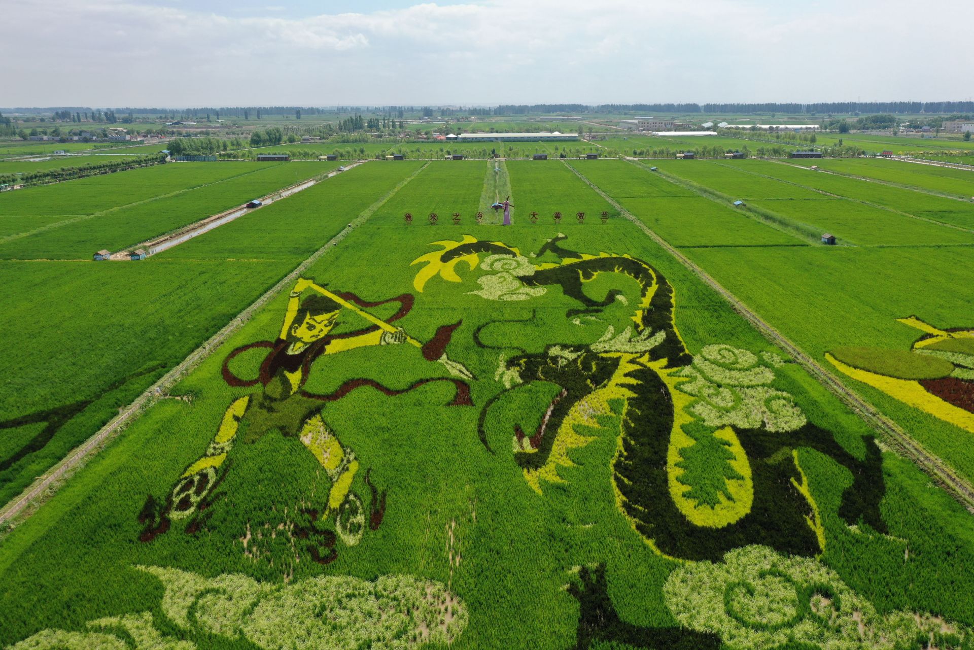 宁夏贺兰:稻田画引客来