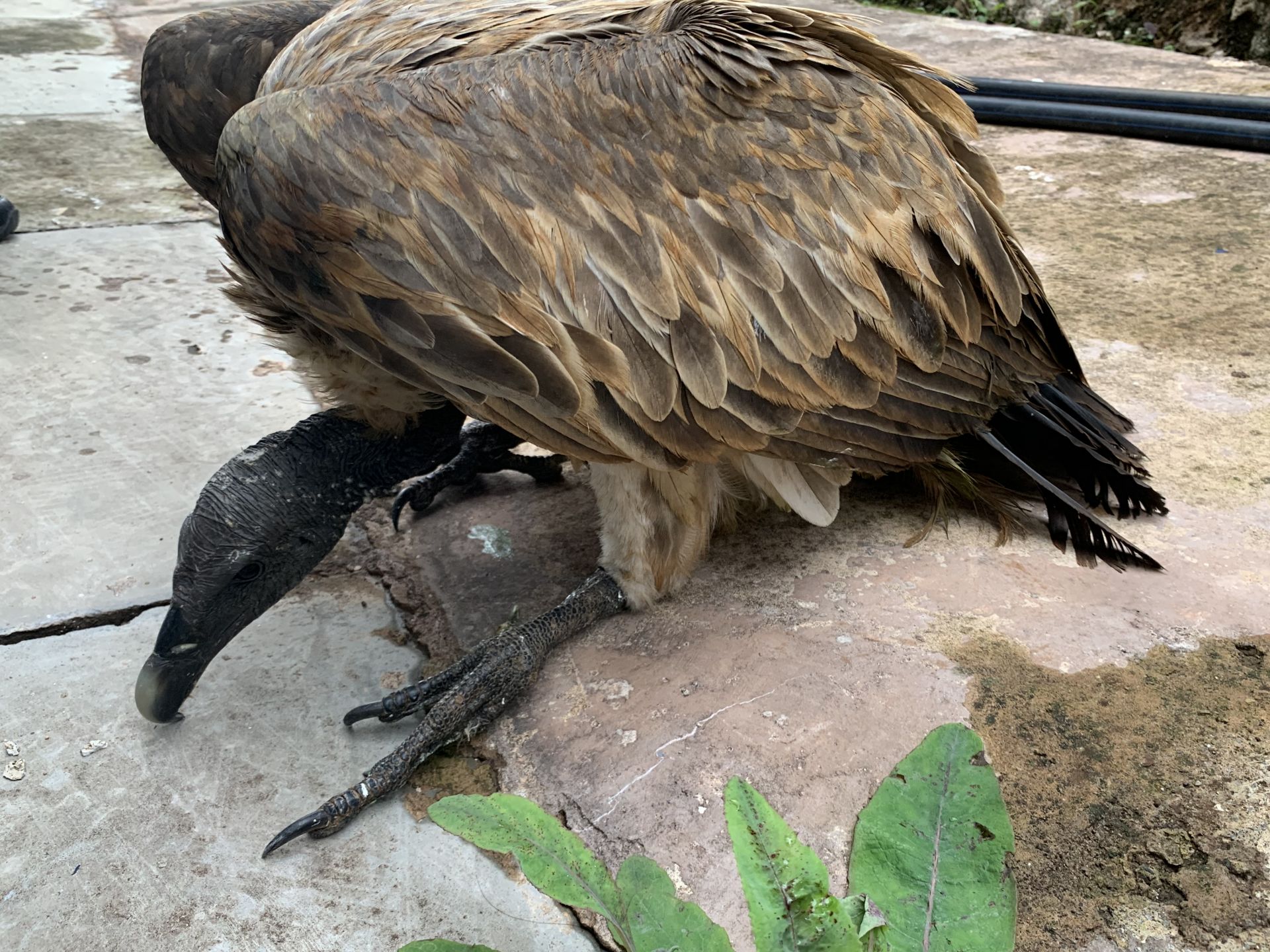 云南首次发现极度濒危物种细嘴兀鹫