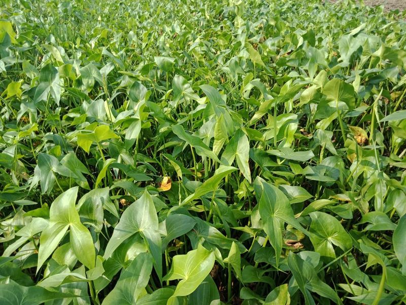 种植茨菰在嵩乳村有着悠久的历史,但作为产业发展起来的历史并不长.