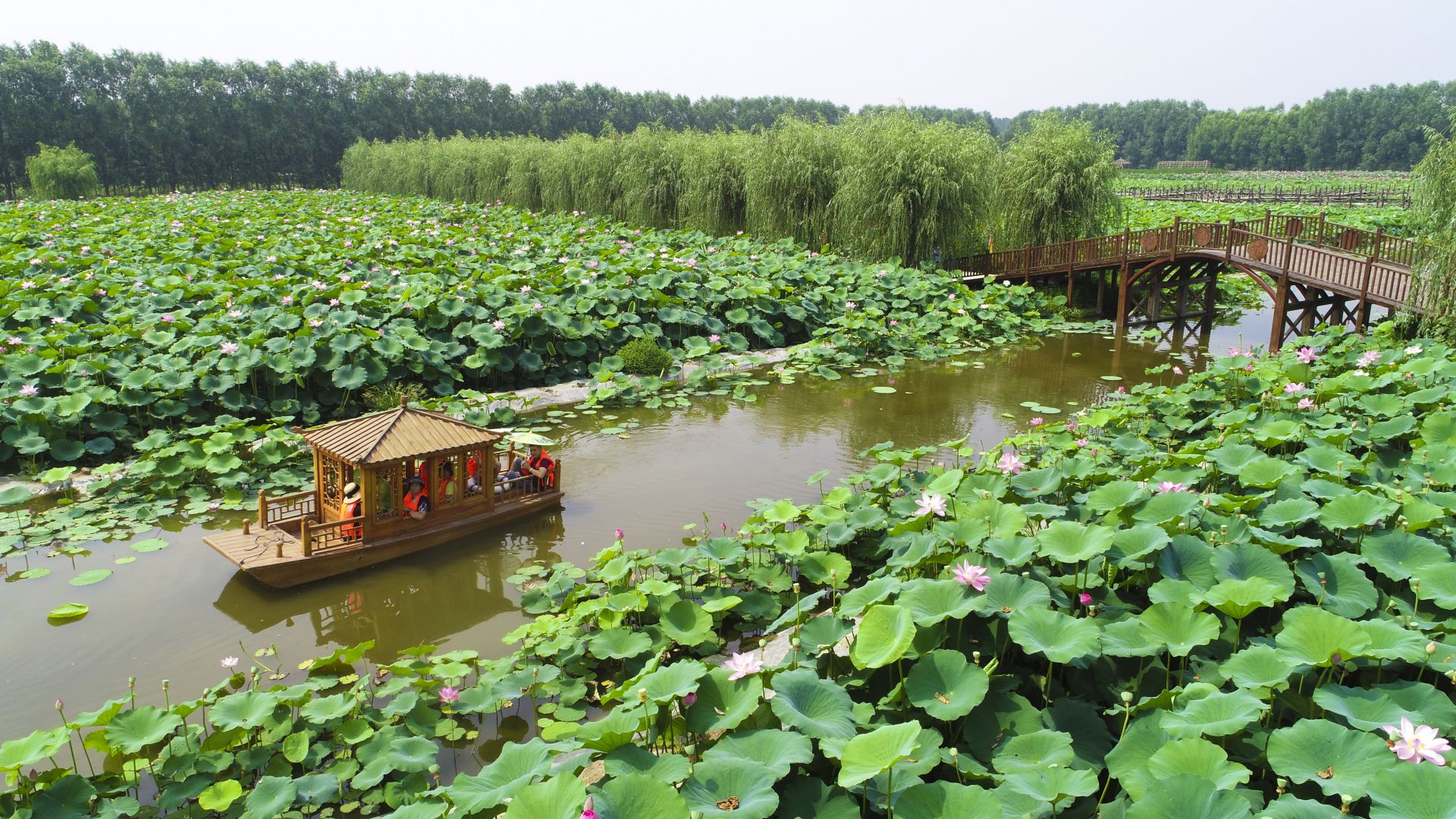 河北香河:荷花盛开乐游人