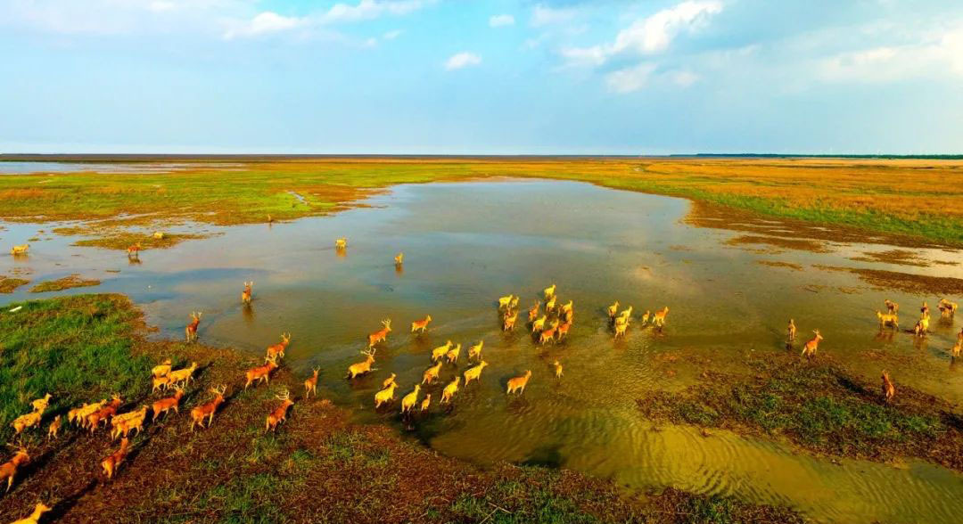 盐城市沿海生态文明建设的重要抓手,深入发掘世界自然遗产地的文化