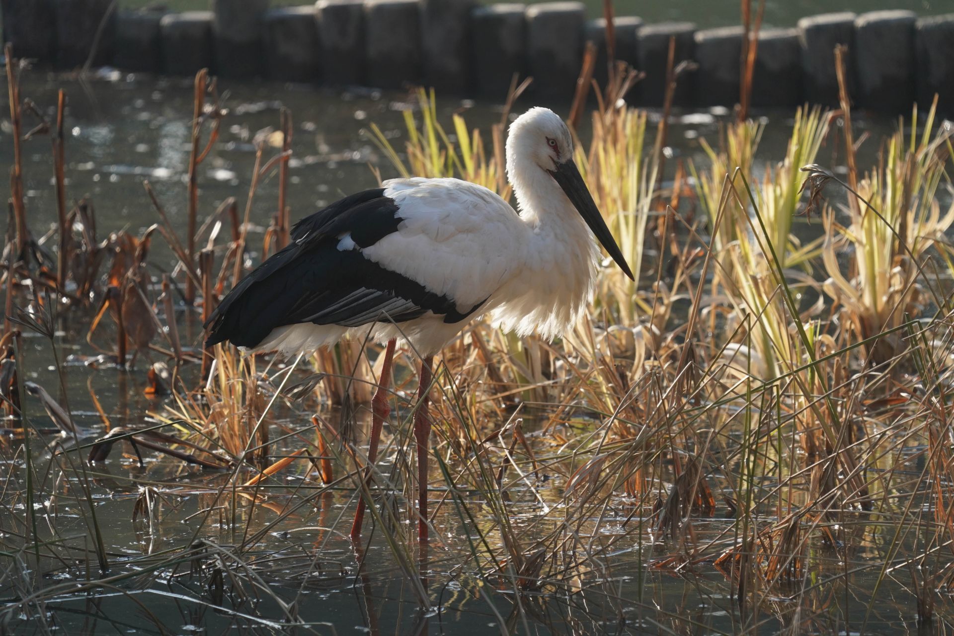"疗养"中的东方白鹳