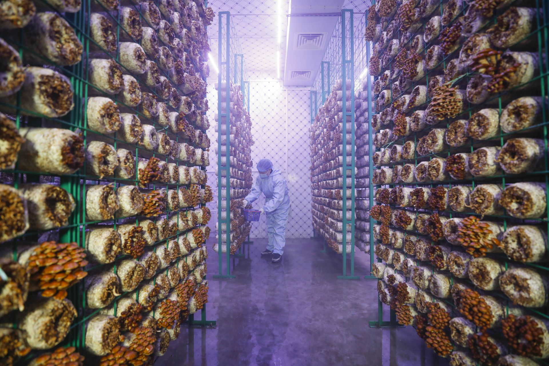 河南宝丰:引入"智慧方舱" 助力食用菌产业发展