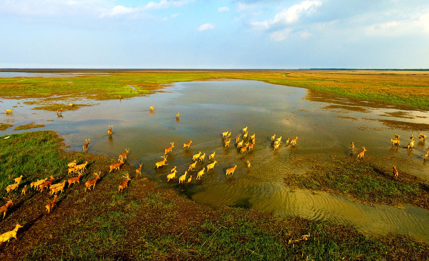 黄海湿地公园图片