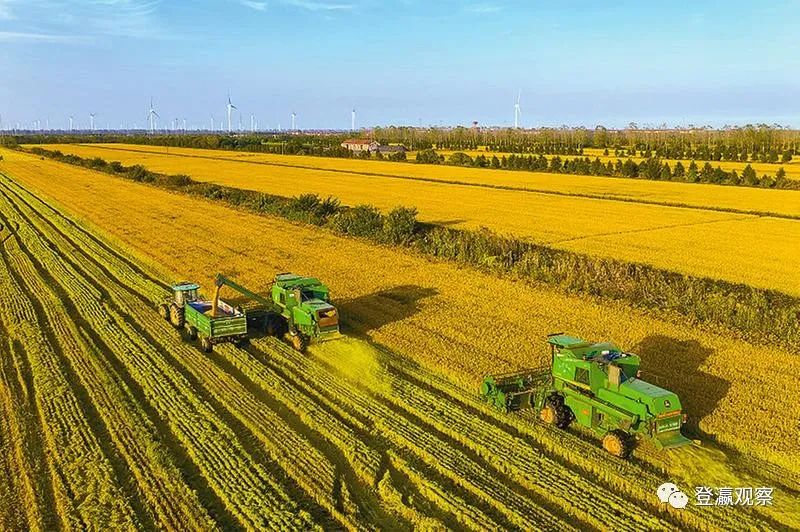 上海农场收割场景上海农场有着地处大丰,连接上海市场的特殊地位.