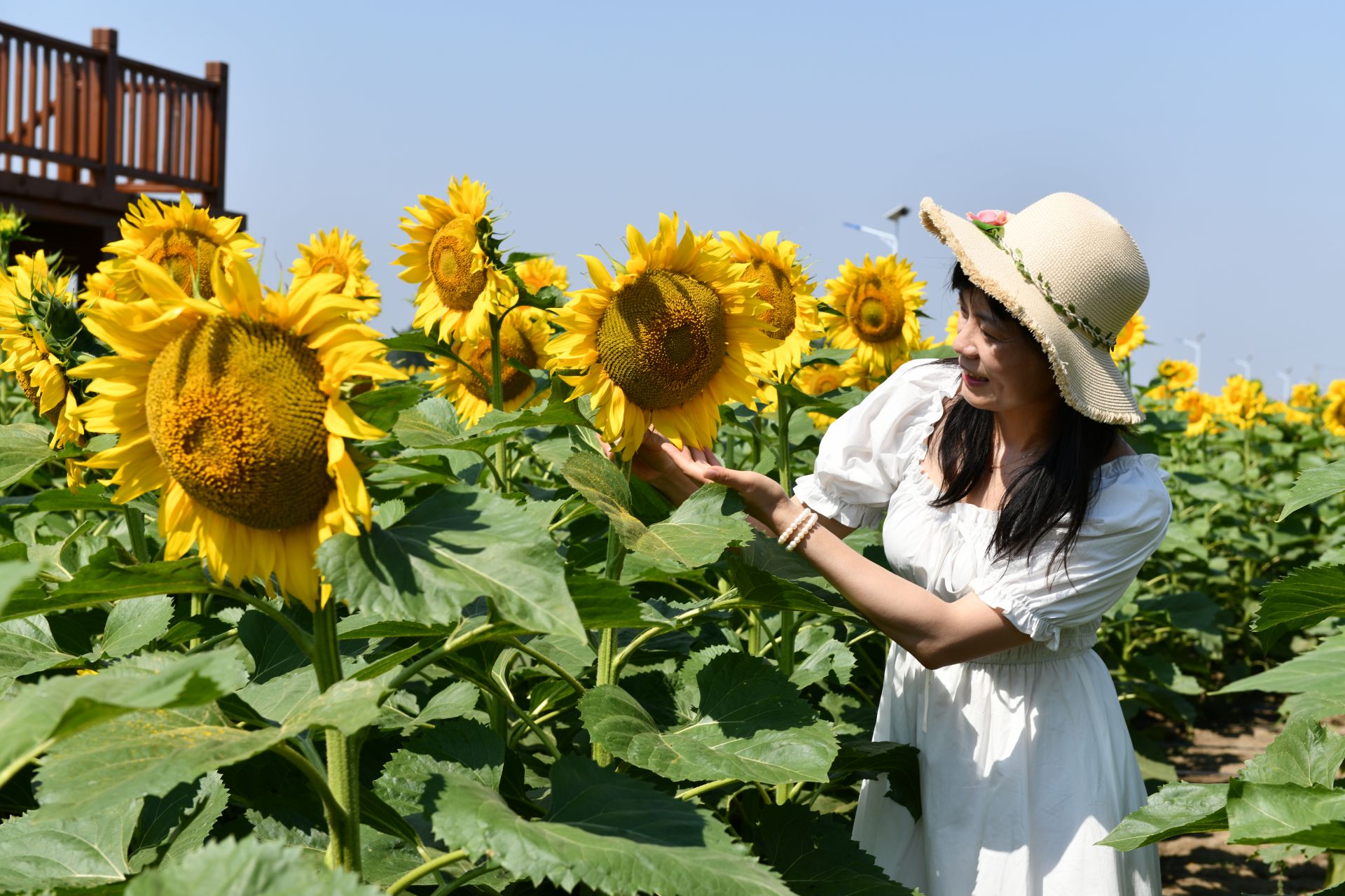 盐都区花吉村千亩葵园太阳花海成游客打卡地