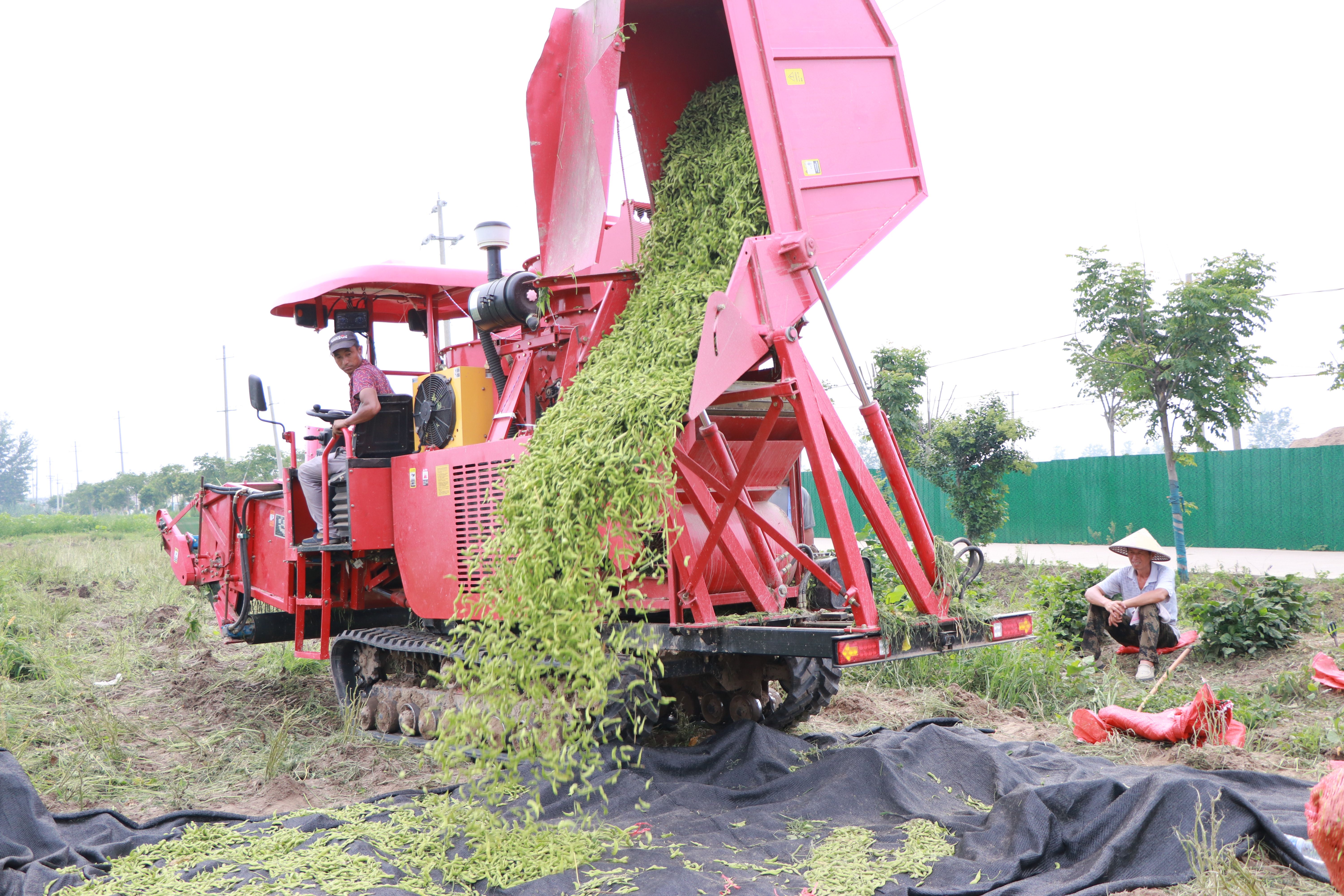 机器换人收毛豆现场新闻