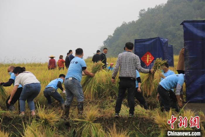 村民正在收割丰收的稻谷。　廖霖 摄