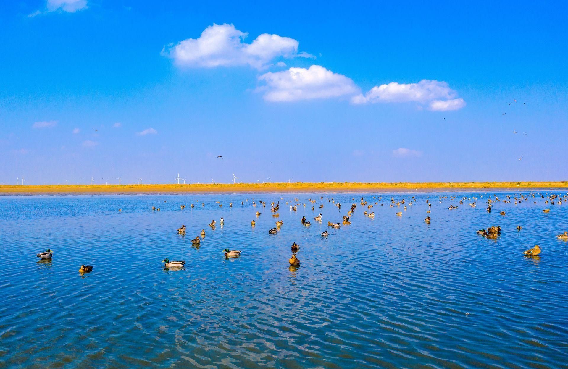 黃渤海世界自然遺產保護地核心區江蘇鹽城東臺條子泥溼地,勺嘴鷸,小青