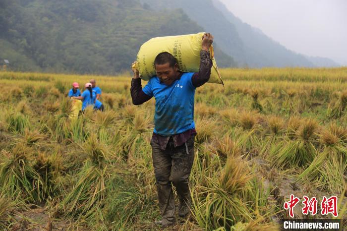 官元镇古家村村民正扛着刚收获的沉甸甸的稻谷。　廖霖 摄
