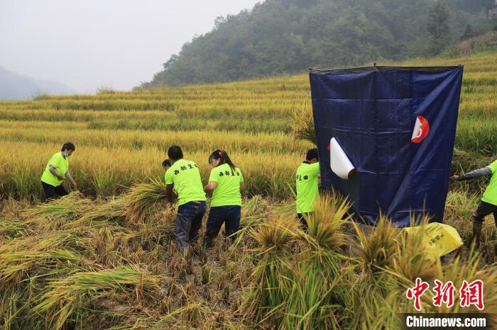官元镇古家村村民正在收割丰收的稻谷。　廖霖 摄