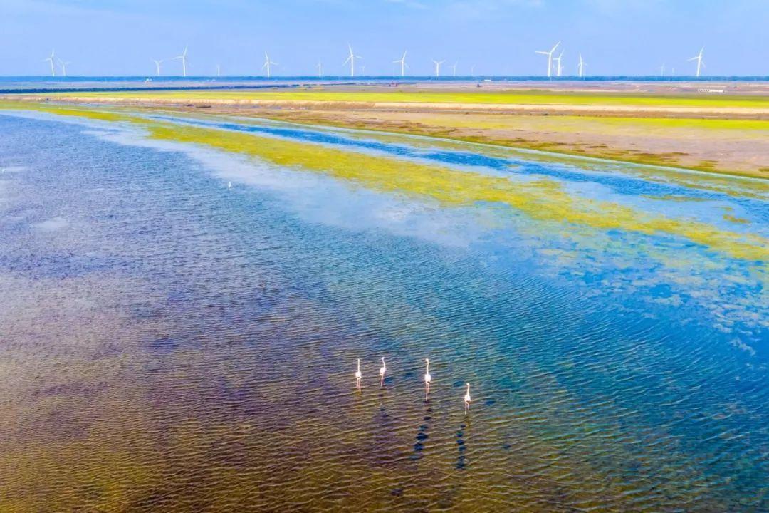 江苏盐城全国首笔湿地修复蓝色碳汇贷投放