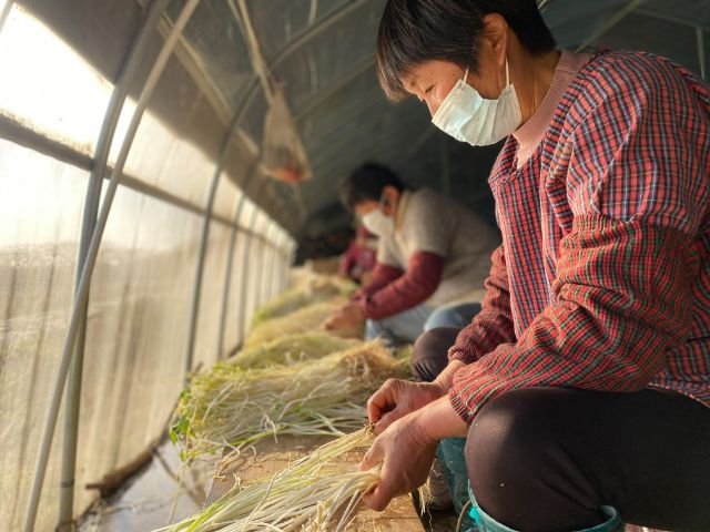 溧阳白芹种植图片