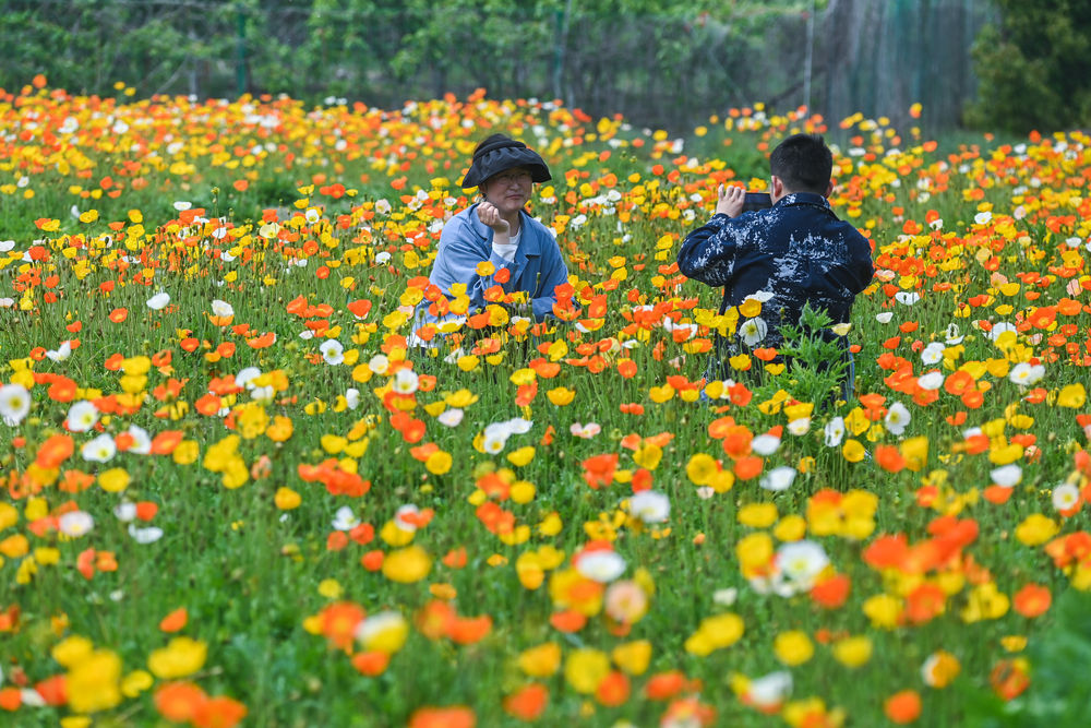 五一出游正升温文旅复苏绽新颜