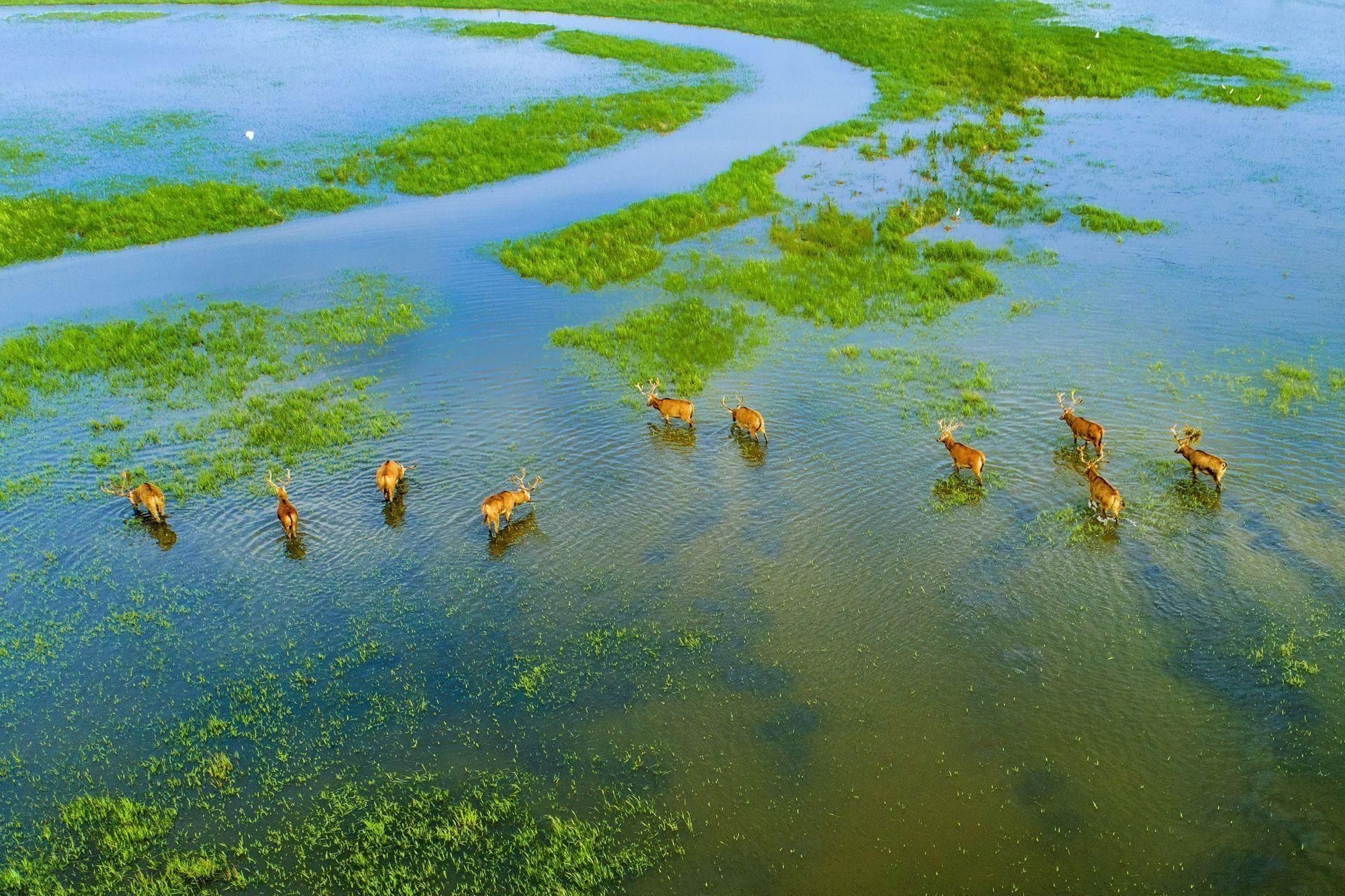 江苏盐城先行碳路黄海湿地生态银行创新试行