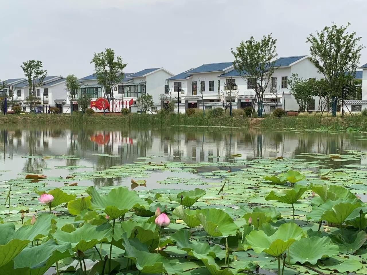 江苏建湖润泽灵龙水乡底色在中国式现代化新实践中书写精彩答卷