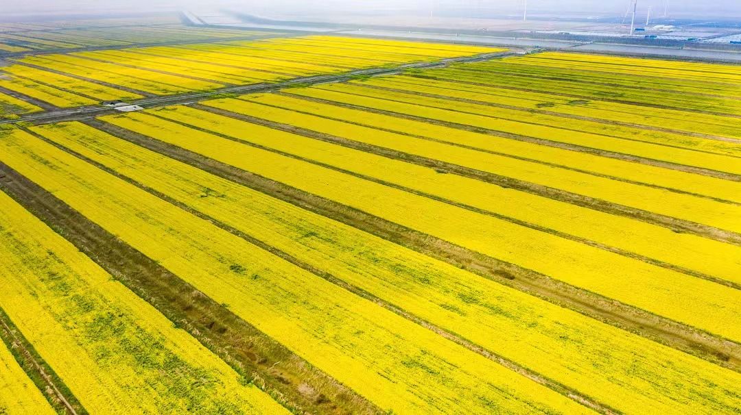 江苏盐城:刷新全国盐碱地油菜高产纪录-盐城新闻网