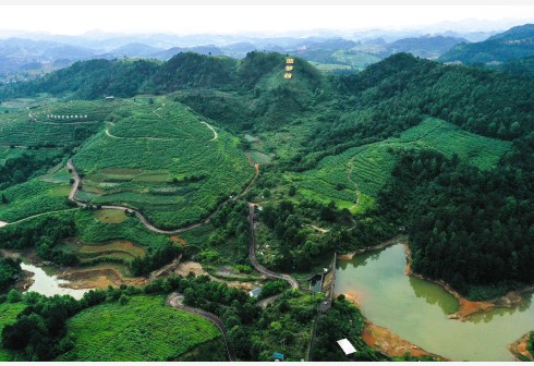 1/7这是6月4日拍摄的贵州省麻江县蓝梦谷生态蓝莓园(无人机照片).