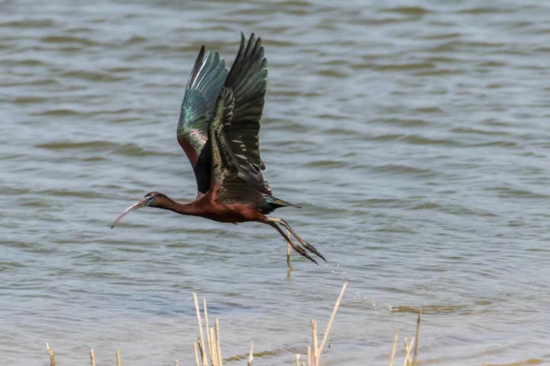 "盐城市观鸟协会理事长周晨曦说.