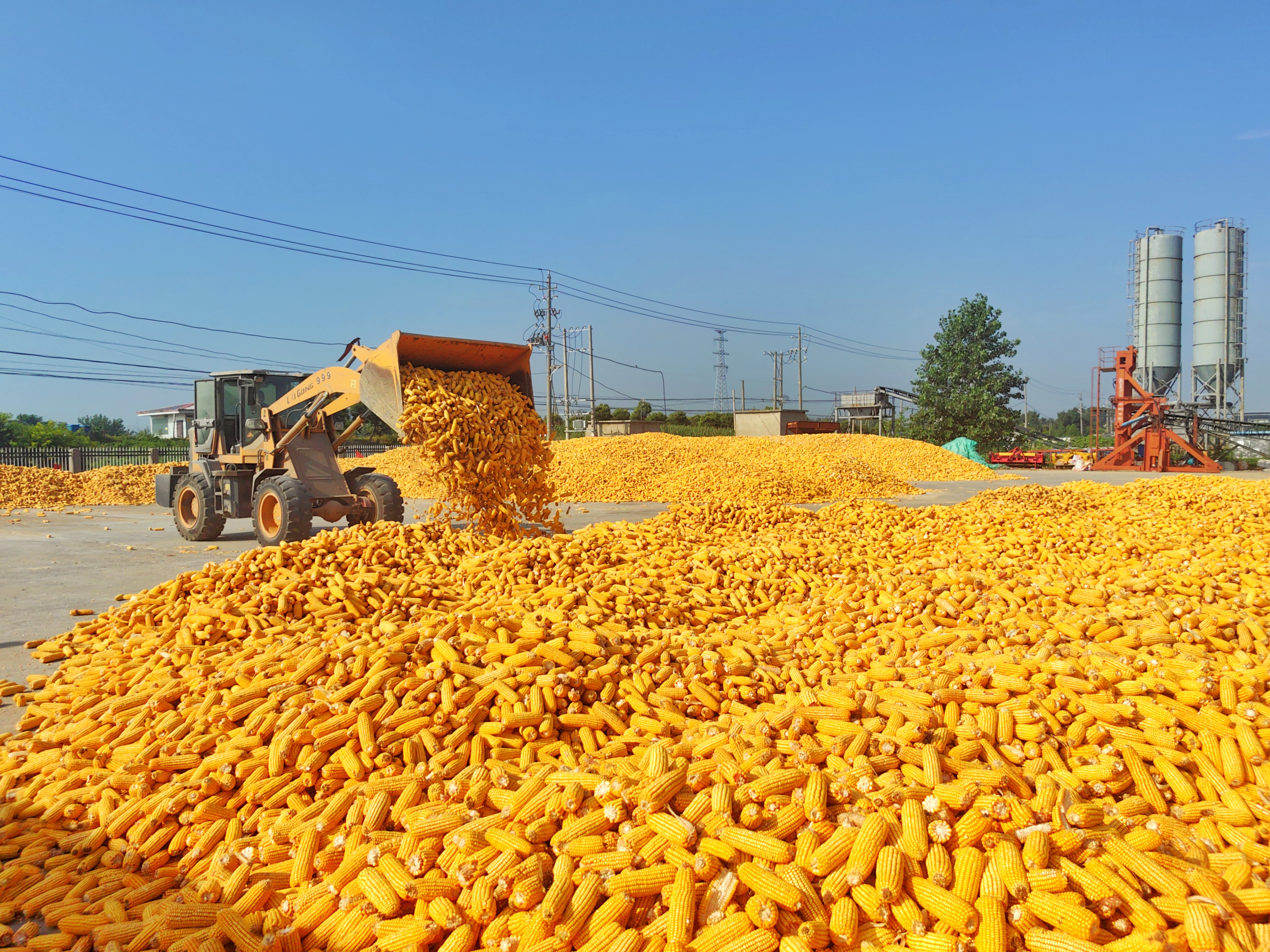 草堰镇玉米大豆复合种植喜获丰收