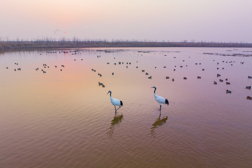 视觉江苏丨盐城赏全景世遗探湿地风光
