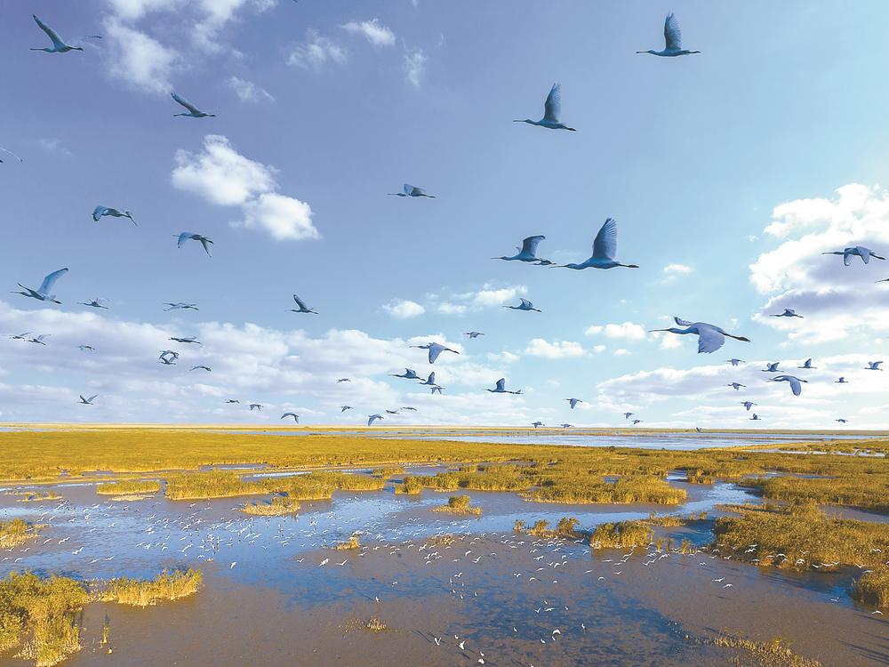 大美湿地生态盐城